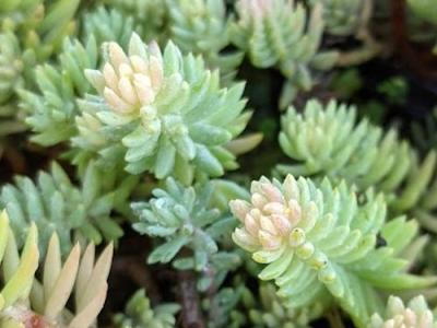 Sedum reflexum