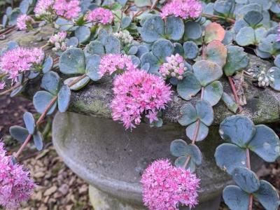 Sedum sieboldii