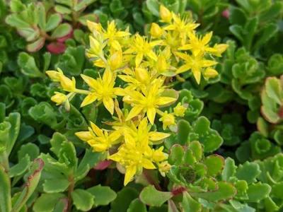 Sedum floriferum 'Weihenstephaner Gold'