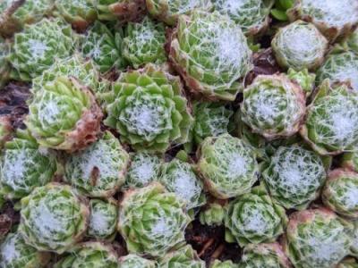 Sempervivum arachnoideum