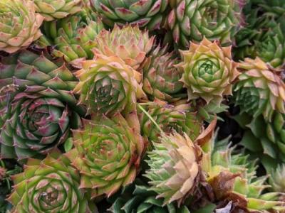 Sempervivum