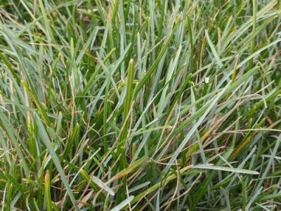 Sesleria albicans (caerulea ssp. varia)