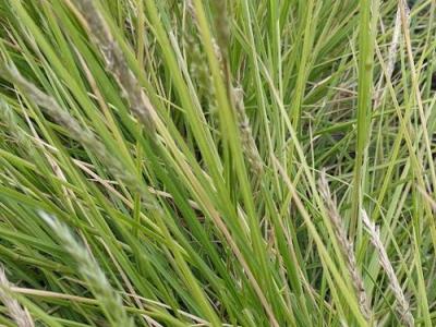 Sesleria autumnalis