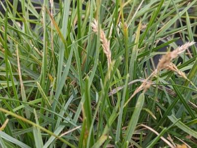 Sesleria caerulea