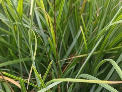 Sesleria heufleriana