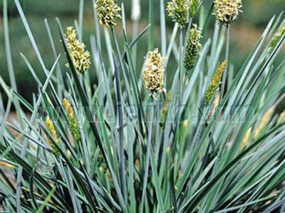 Sesleria nitida