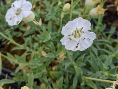 Silene uniflora 'Weisskehlchen'