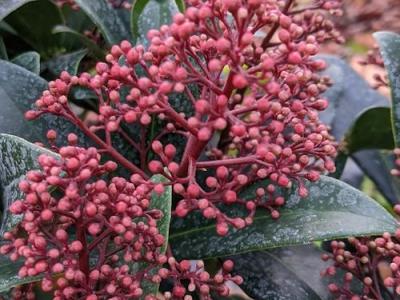 Skimmia japonica 'Rubella'