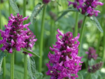 Stachys officinalis 'Hummelo'