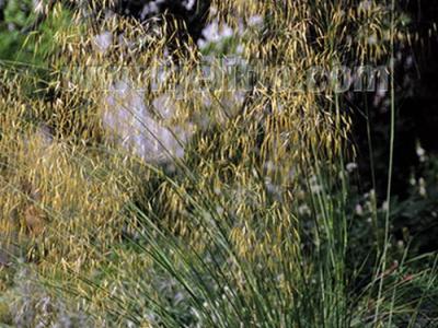 Stipa gigantea