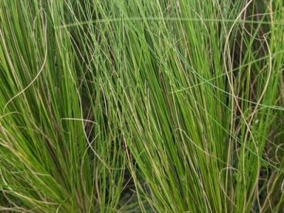 Stipa tenuissima