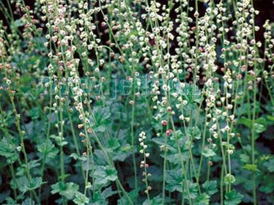 Tellima grandiflora