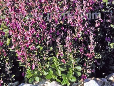 Teucrium x lucidrys (chamaedrys hort.)