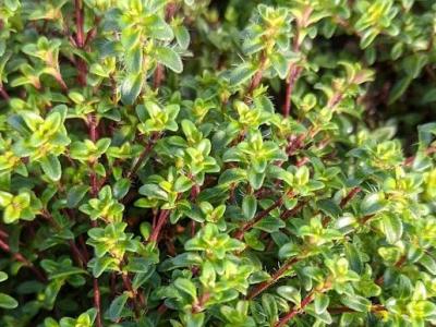 Thymus praecox 'Albiflorus'