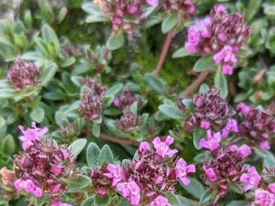 Thymus praecox 'Coccineus'