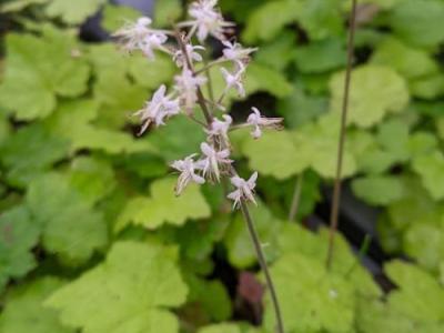 Tiarella cordifolia