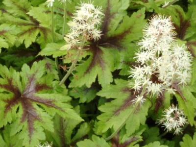 Tiarella 'Sugar and Spice' PBR