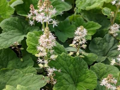 Tiarella wherryi