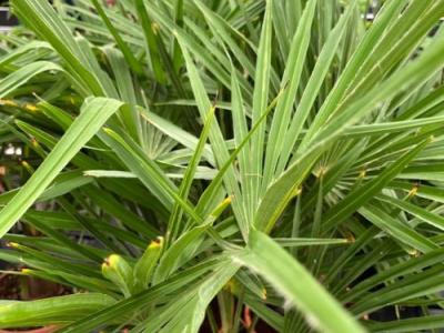 Trachycarpus fortunei