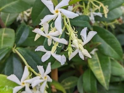 Trachelospermum jasminoides