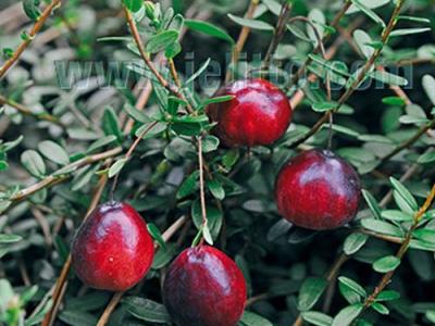 Vaccinium macrocarpon CRANBERRY