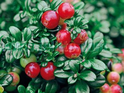 Vaccinium vitis-idaea (rode bosbes)(vossebes)