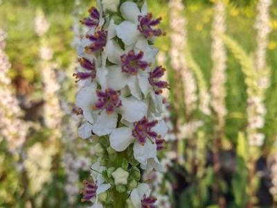 Verbascum chaixii 'Album'