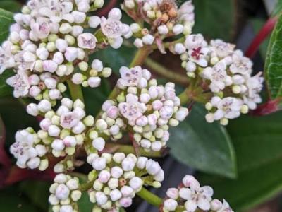 Viburnum davidii