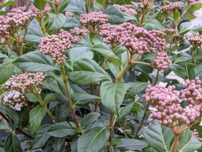 Viburnum tinus 'Eve Price'