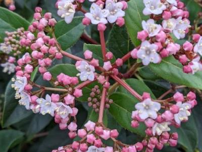 Viburnum tinus 'Gwenllian'