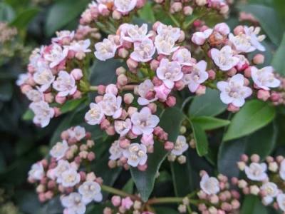 Viburnum tinus