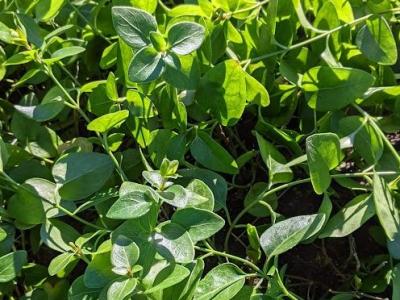 Vinca minor 'Alba'