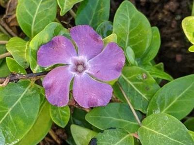 Vinca minor 'Atropurpurea'