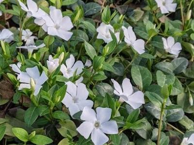 Vinca minor 'Gertrude Jekyll'