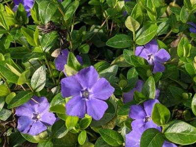 Vinca minor