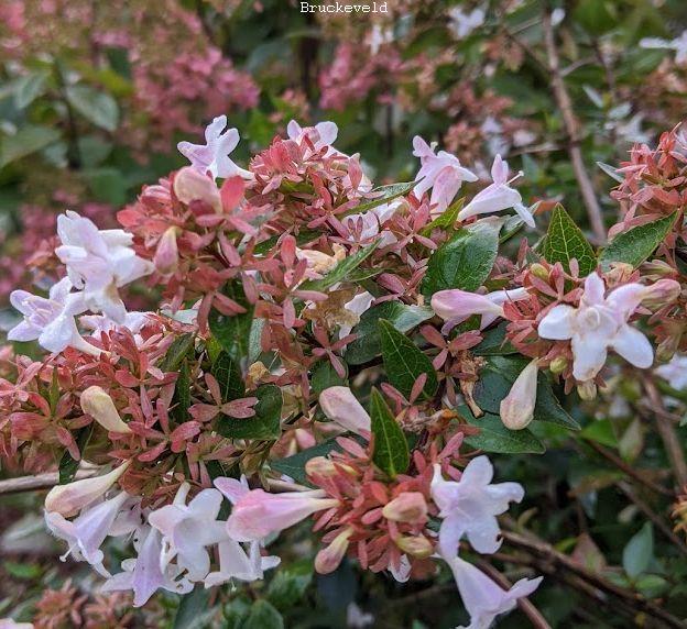 Abelia grandiflora