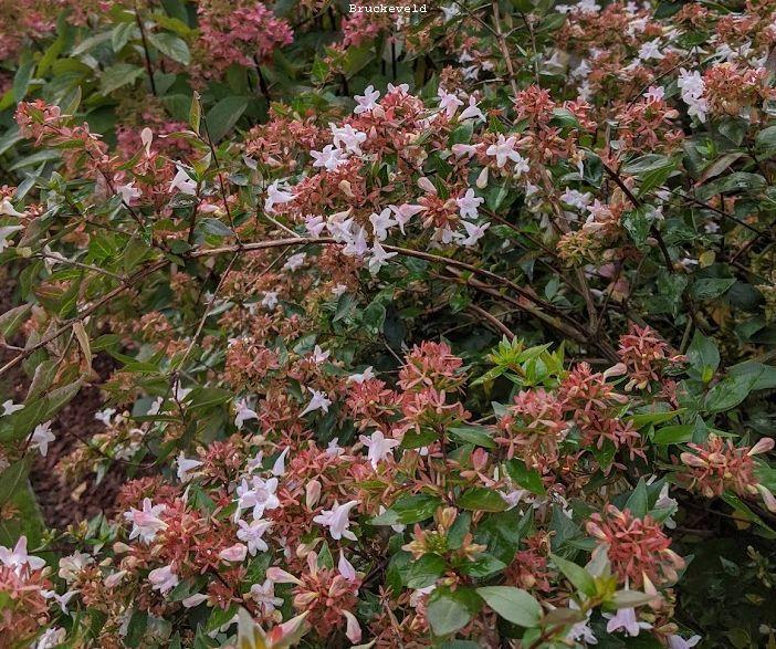 Abelia grandiflora