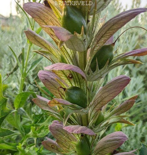 Acanthus hungaricus