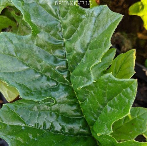 Acanthus hungaricus