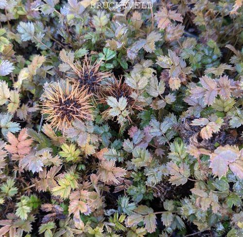 Acaena microphylla 'Kupferteppich'