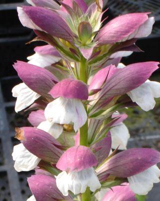 Acanthus mollis