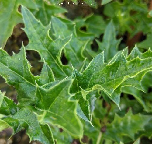 Acanthus spinosus