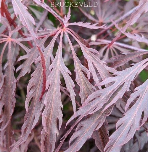 Acer palmatum 'Crimson Queen'