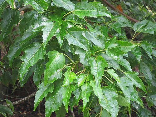 Acer tataricum ginnala