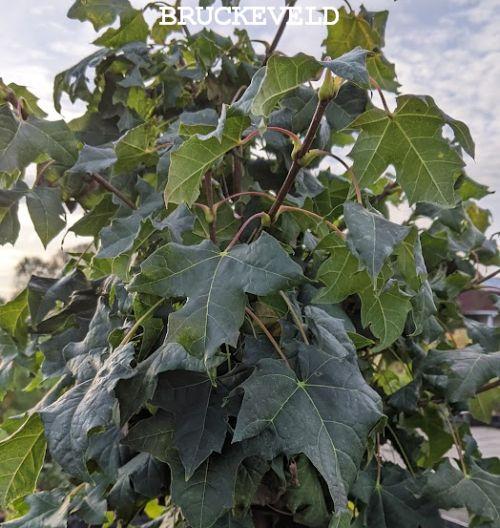 Acer platanoides 'Globosum'