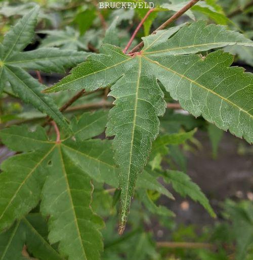 Acer palmatum