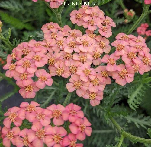 Achillea millefolium 'Apricot Delight'