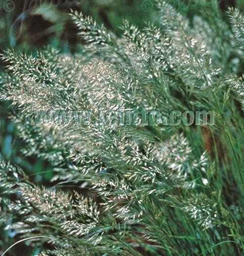 Achnatherum calamagrostis (Stipa calamagrostis)