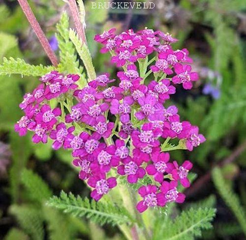 Achillea millefolium 'Cerise Queen'