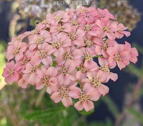 Achillea millefolium 'Lachsschönheit'